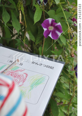 小學生的牽牛花觀察日記 小學生的牽牛花觀察日記 24183583