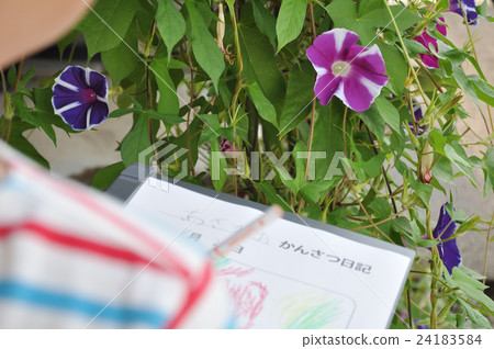 Elementary school student's morning glory observation diary Elementary school student's morning glory observation diary 24183584