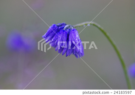 高山植物 花朵 花 24183597