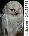 owl   24183781