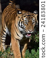 Dora   24183801