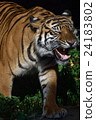 Dora   24183802