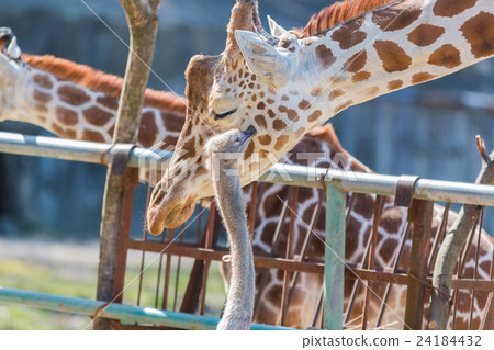 Ostrich talking something to Giraffe. cute animal. 24184432