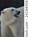 Polar bears 24184508