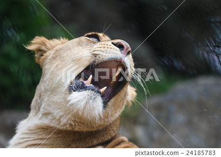 Emotion of lioness 24185783
