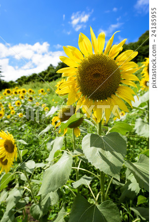 summer sunflowers summer sunflowers 24185955