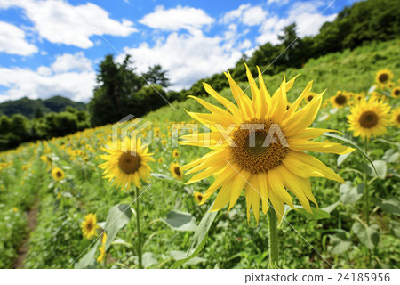 summer sunflowers summer sunflowers 24185956