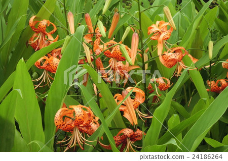 Yuri Myoshinji Yuri Myoshinji 24186264