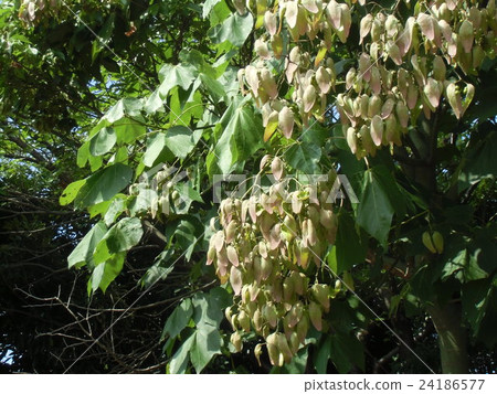 Summer appearance of Ao-giri that wore many fruits 24186577