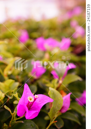 Bougainvillea, Bougainvillea (Bougain Villea) 24187139