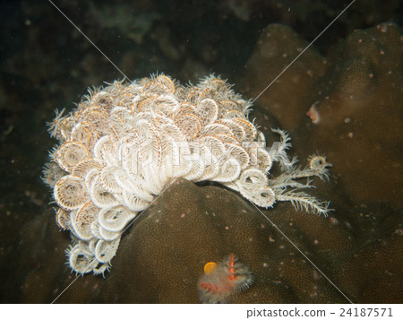 closed up the feather star in Myanmar divesite 24187571