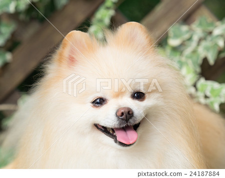 笑博美犬 24187884