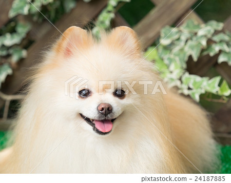 微笑博美犬 24187885