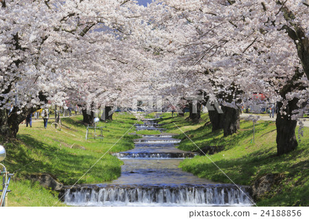 Kanonji河和櫻花 24188856