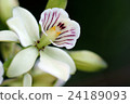 Enshikuria 24189093