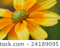 Rudobekia 24189095