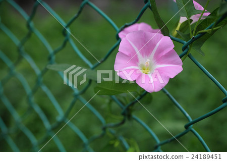 Hirugao pink flower 24189451