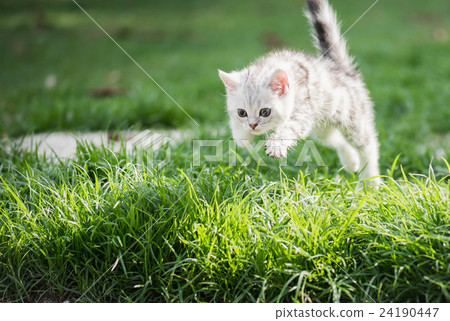 Cute American short hair kitten jumping 24190447