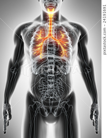 3D illustration of Larynx Trachea Bronchi. 24191691