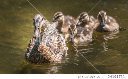 Female Mallard duck swims with her gosling family. 24191731
