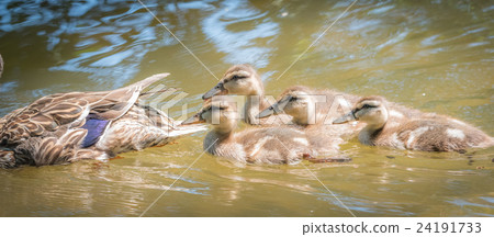 Female Mallard duck swims with her gosling family. Female Mallard duck swims with her gosling family. 24191733