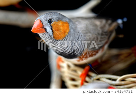 Colorful of Zebra-finch bird Colorful of Zebra-finch bird 24194751
