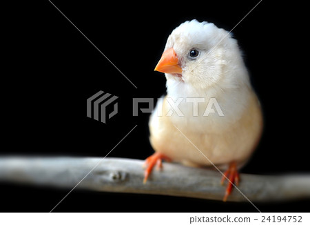 Light cream color Zebra-finch bird Light cream color Zebra-finch bird 24194752