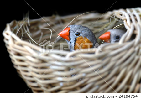 Couple of Zebra-finch bird 24194754