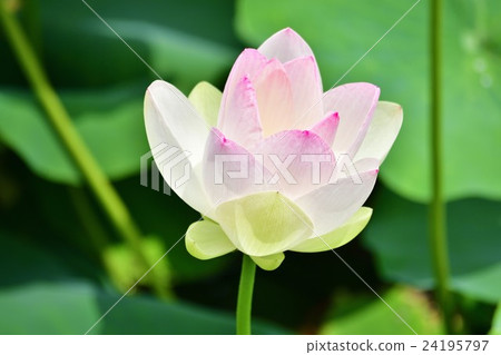 Lotus flower  24195797