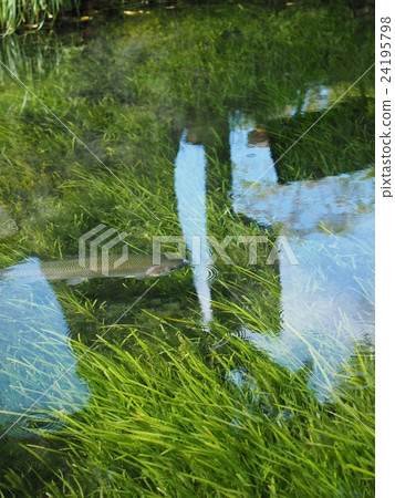 Clear water, aquatic plants and rainbow trout of Oshino Hakkai in Oshino Village, Yamanashi Prefecture 24195798