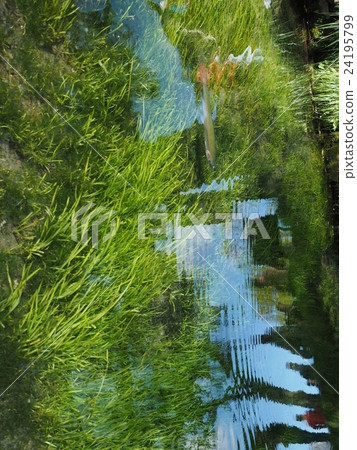 山梨縣忍野村的野野Hakkai的清水，水生植物和虹鱒魚 24195799