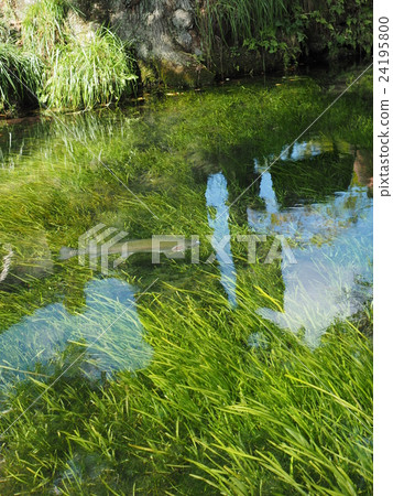 山梨縣忍野村的野野Hakkai的清水，水生植物和虹鱒魚 24195800
