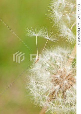 Fluff cotton hat seed dandelion (scientific name: Taraxacum) Fluff cotton hat seed dandelion (scientific name: Taraxacum) 24195874