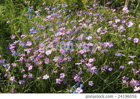 Biscarria (wheat Senoki) 24196056