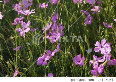 Biscarria (wheat Senoki) 24196061