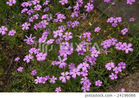Biscarria (wheat Senoki) Biscarria (wheat Senoki) 24196066