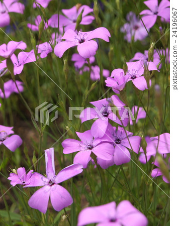 Biscarria（小麥Senoki） 24196067