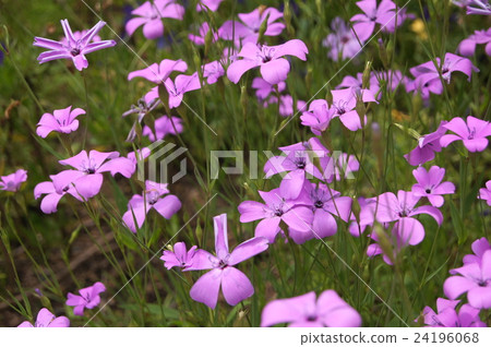 Biscarria（小麥Senoki） 24196068