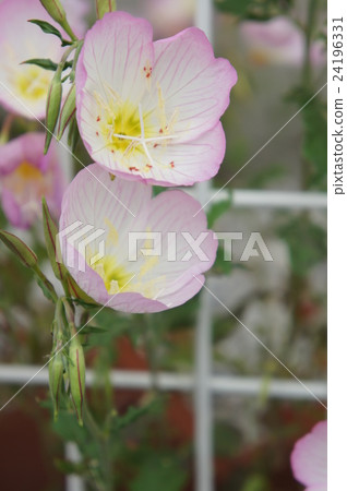 月見草桐 24196331