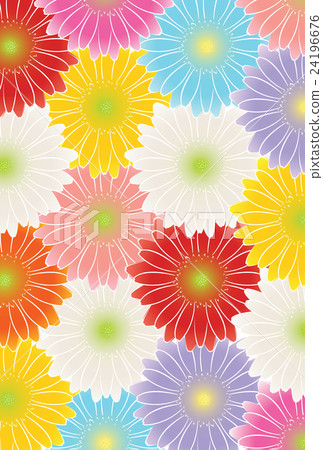 Gerbera Gerbera 24196676
