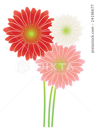雛菊 雛菊 24196677