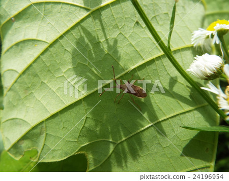 Temple resting in the shade 24196954