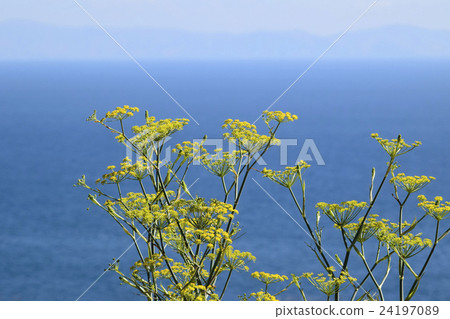 Wild fennel growing on the rolling hills hill overlooking the sea 24197089