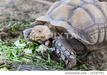 Large tortoise eating vegetables Large tortoise eating vegetables 24197761