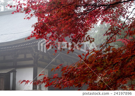 Jingo-ji秋葉 Jingo-ji秋葉 24197896