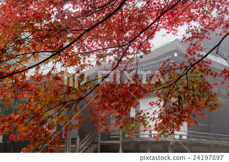 Jingo-ji秋葉 24197897