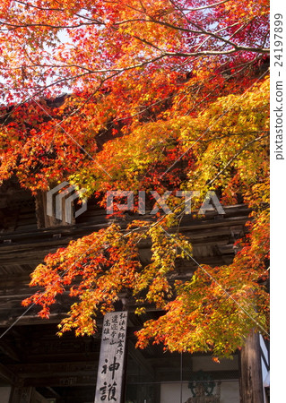Jingo-ji秋葉 24197899