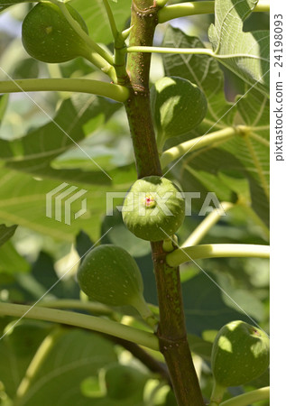 圖（沒有水果） 24198093