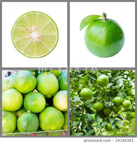 Collection of fresh lime 24198361