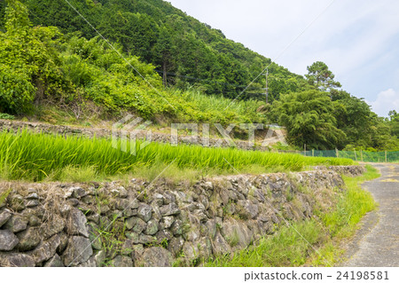 夏季稻田 夏季稻田 24198581